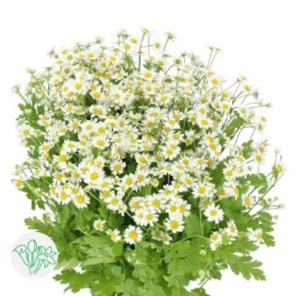 Tanacetum Single Vegmo