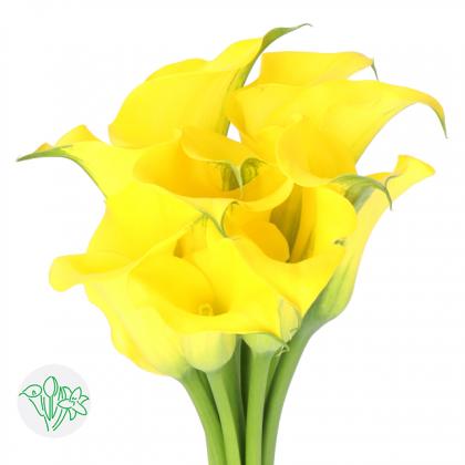 Calla Yellow