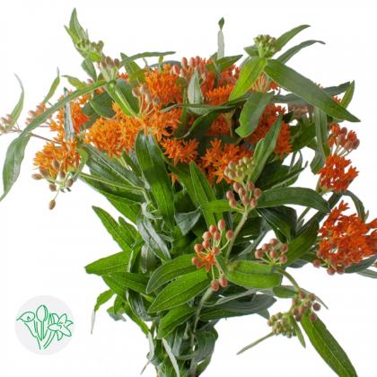 Asclepias Tuberosa