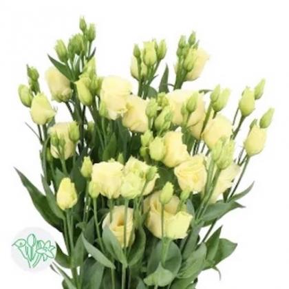 Lisianthus Rosita Yellow
