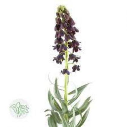 Fritillaria Persica
