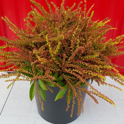 Pieris Lily of the Valley