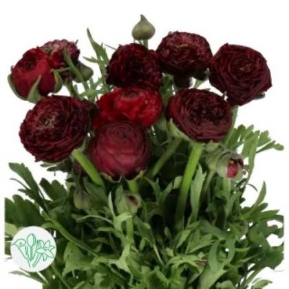 Ranunculus Aazur Bordeaux