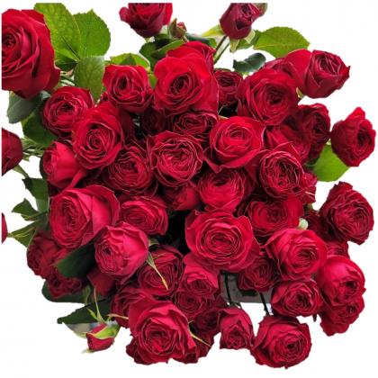 Spray Rose Red Trendsetter