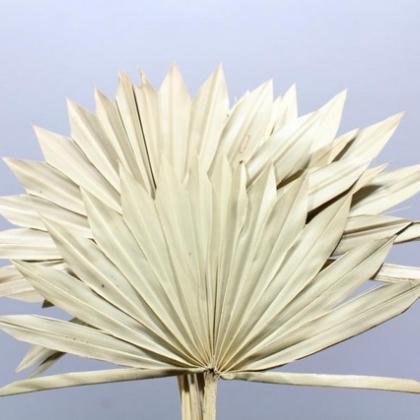 Sun Palm Natural