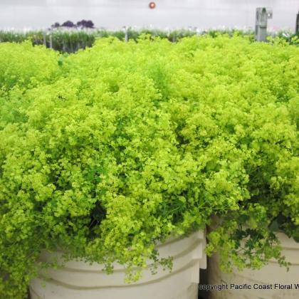 Alchemilla