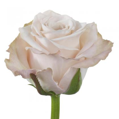 Rose Cafe