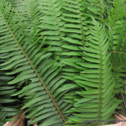 Dagger Fern