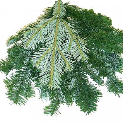 Silver Fir
